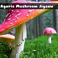 Fly Agaric Mushroom Game Cover