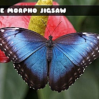 Blue Morpho Butterfly Jigsaw Game Cover