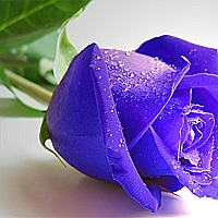 Blue Roses Puzzle Game Cover
