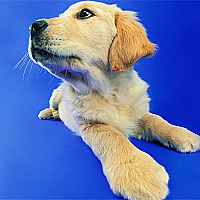 Funny Cats and Dogs Jigsaw Puzzle Game Cover