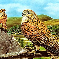Birds of Prey Slide Game Cover