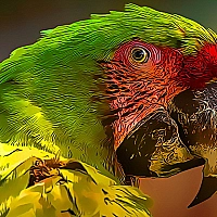 Parrot Bird Puzzle Game Cover