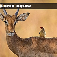 Wild Deer Jigsaw Game Cover