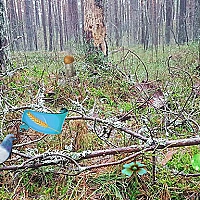Bernati Forest Adventure Game Cover