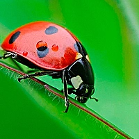 Ladybug Match3 Game Cover