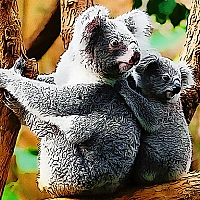 Cute Baby Koala Bear Game Cover