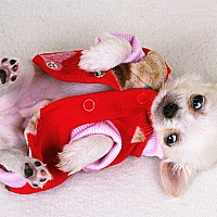 Lovely Puppy Slide Game Cover