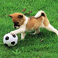 Playful Puppy Outdoor Puzzle Game Cover