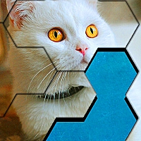 Blocks Hexa Jigsaw Puzzle™ Game Cover