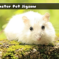 Hamster Pet Jigsaw Game Cover