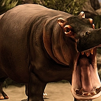 Wild HIPPOPOTAMUS Hunting  Game Cover