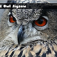 Wild owl Jigsaw Game Cover