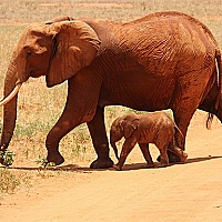 Animals Jigsaw Puzzle - Elephants Game Cover