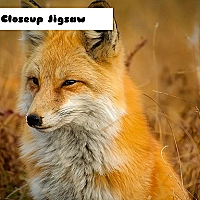 Fox Closeup Jigsaw Game Cover