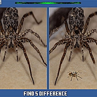 Spider Hidden Difference Game Cover