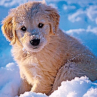 Winter Pets Puzzle Game Cover