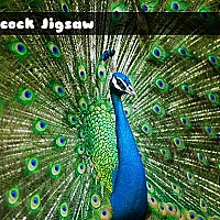 Peacock Jigsaw Game Cover