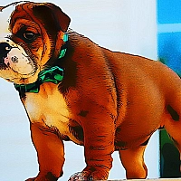 Bulldog Puppy Puzzle Game Cover