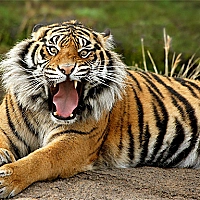 Animals Jigsaw Puzzle - Tiger Game Cover