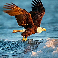 Animals Jigsaw Puzzle - Eagle Game Cover