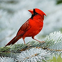 Birds Puzzle Game Cover