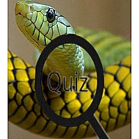 Wildlife Animal Trivia:Test Your Knowledge! Game Cover