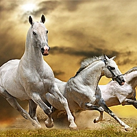 Running Horse Slide Game Cover