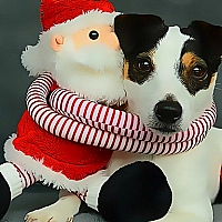 Funny Christmas Dogs Game Cover