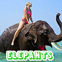 Elephants Puzzle Game Cover