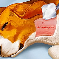 Dog Hospital Game Cover