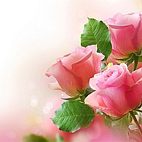 Pink Roses Puzzle Game Cover