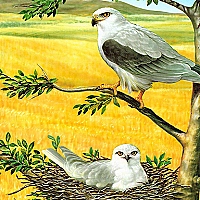 Birds of Prey Puzzle Game Cover