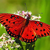 Nature Jigsaw Puzzle - Butterfly Game Cover
