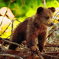 Cute Baby Bears Game Cover