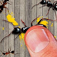 smash the insectt Game Cover