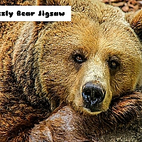 Grizzly Bear Jigsaw Game Cover
