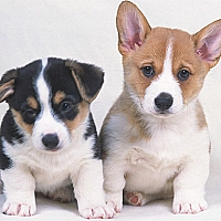 Cute Puppies Puzzle Game Cover