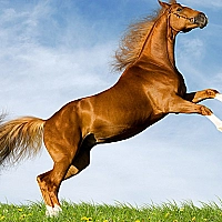 Horse Slide Game Cover