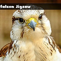 Gyrfalcon Jigsaw Game Cover
