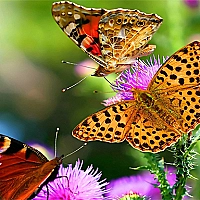Butterfly Slide cover