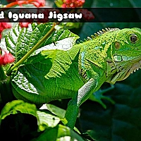Wild Iguana Game Cover