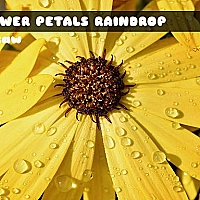 Flower Petals Raindrop Jigsaw Game Cover
