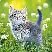 Kittens Jigsaw Puzzle Collection Game Cover