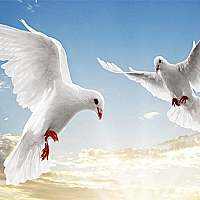Flying Birds Slide Game Cover