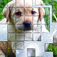 PicPu Dog Game Cover