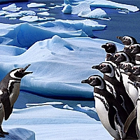 Penguins Slide Game Cover